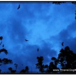 Bats in trees at dusk