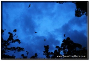 Bats in trees at dusk