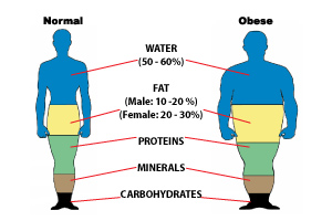 Healthy+body+fat+percentage