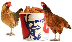 The chicken at KFC is not suitable for vegetarians