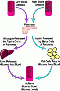 Blood Glucose, Insulin and Fat Cells