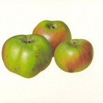 Bramley Apples