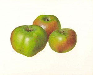 Bramley Apples