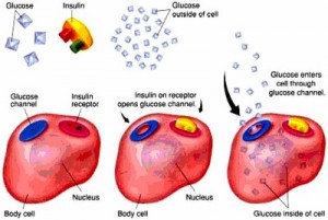 Insulin receptors, body cells and glucose