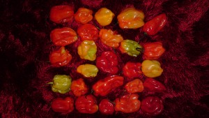 Naga Jolokia chilli peppers