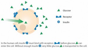 Type 1 diabetes and the cell