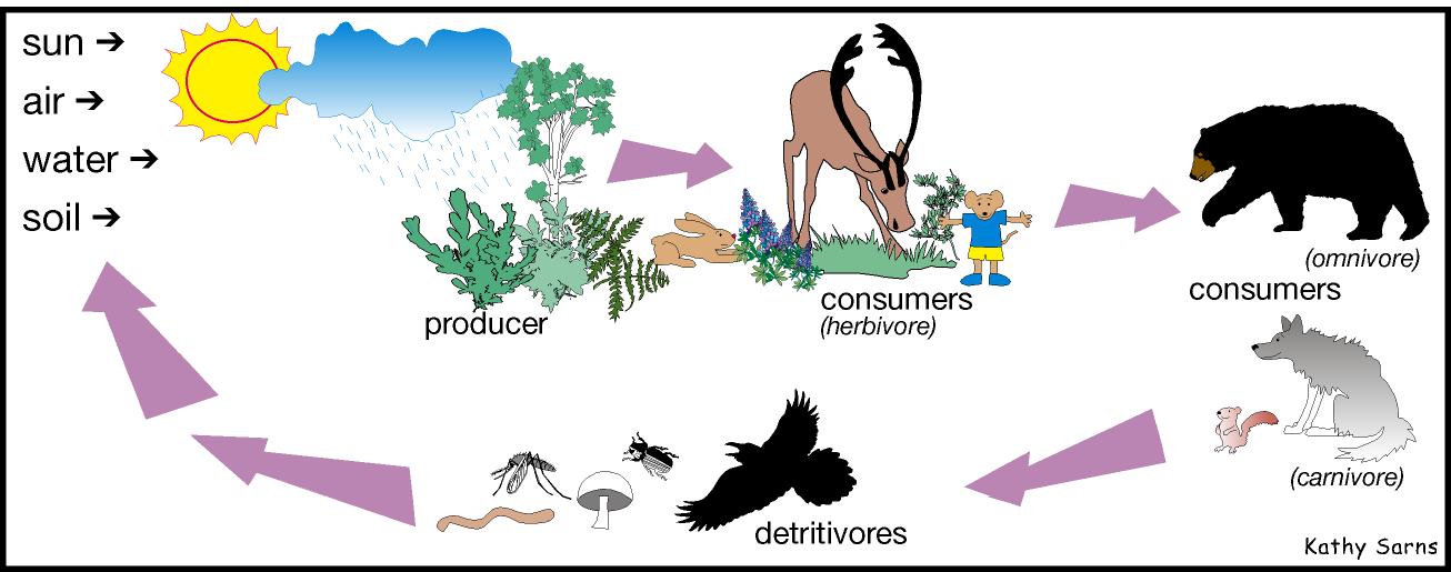 Herbivores, Omnivores, Carnivores and Detritivores