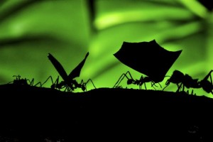 The leaf-cutter ants from Costa Rica, Central America. Worker ants carrying leaves and the larger soldier ant protecting the workers. But seriously, why do they bother?