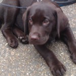 Cute chocolate labrador