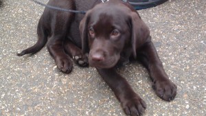 Cute chocolate labrador