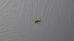 I'm no expert, but I think it was a female tree cricket on the ceiling of my bedroom. What do you think?